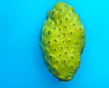 Benefits of Soursop (Graviola)