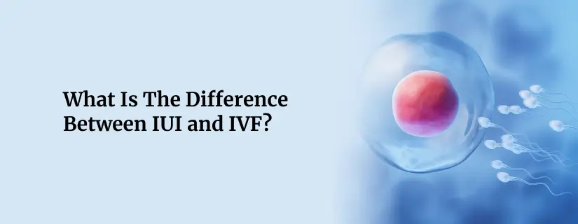 Difference Between IUI and IVF