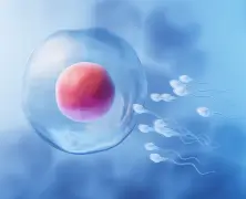Difference Between IUI and IVF